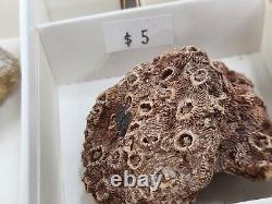 Invertebrate 31 Fossil Bulk Lot Unknown Locality Wholesale