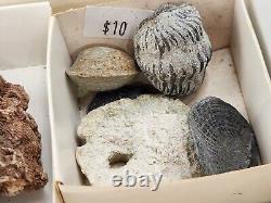 Invertebrate 31 Fossil Bulk Lot Unknown Locality Wholesale