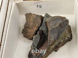 Invertebrate 31 Fossil Bulk Lot Unknown Locality Wholesale