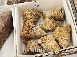 Invertebrate 31 Fossil Bulk Lot Unknown Locality Wholesale