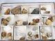 Invertebrate 40 Fossil Bulk Lot Various Localities Wholesale