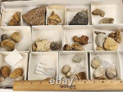 Invertebrate 40 Fossil Bulk Lot Various Localities Wholesale