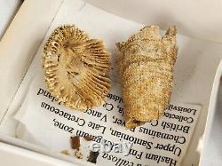 Invertebrate 40 Fossil Bulk Lot Various Localities Wholesale