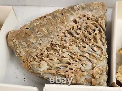 Invertebrate 40 Fossil Bulk Lot Various Localities Wholesale