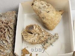 Invertebrate 40 Fossil Bulk Lot Various Localities Wholesale