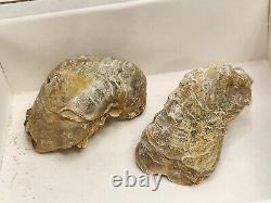 Invertebrate 40 Fossil Bulk Lot Various Localities Wholesale