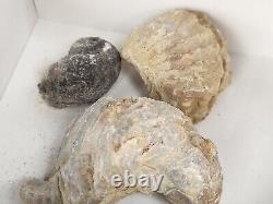 Invertebrate 40 Fossil Bulk Lot Various Localities Wholesale