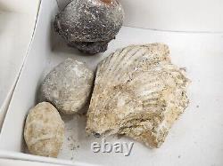 Invertebrate 40 Fossil Bulk Lot Various Localities Wholesale