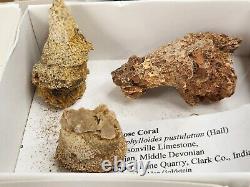 Invertebrate 40 Fossil Bulk Lot Various Localities Wholesale