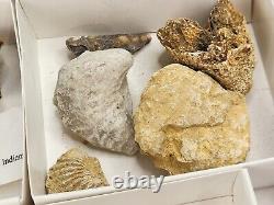 Invertebrate 40 Fossil Bulk Lot Various Localities Wholesale