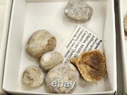 Invertebrate 40 Fossil Bulk Lot Various Localities Wholesale