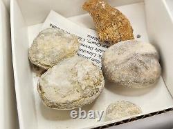 Invertebrate 40 Fossil Bulk Lot Various Localities Wholesale