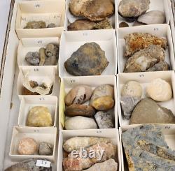 Invertebrate 47 Fossil Bulk Lot Unknown Locality Wholesale