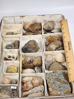 Invertebrate 47 Fossil Bulk Lot Unknown Locality Wholesale