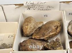 Invertebrate 47 Fossil Bulk Lot Unknown Locality Wholesale