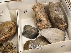 Invertebrate 47 Fossil Bulk Lot Unknown Locality Wholesale