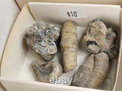 Invertebrate 47 Fossil Bulk Lot Unknown Locality Wholesale