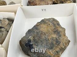 Invertebrate 47 Fossil Bulk Lot Unknown Locality Wholesale