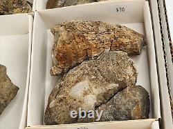 Invertebrate 47 Fossil Bulk Lot Unknown Locality Wholesale