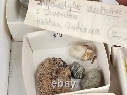 Invertebrate 47 Fossil Bulk Lot Unknown Locality Wholesale