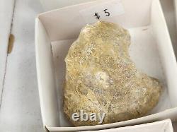 Invertebrate 47 Fossil Bulk Lot Unknown Locality Wholesale