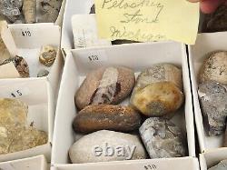 Invertebrate 47 Fossil Bulk Lot Unknown Locality Wholesale