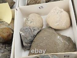 Invertebrate 47 Fossil Bulk Lot Unknown Locality Wholesale