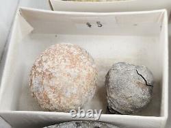 Invertebrate 47 Fossil Bulk Lot Unknown Locality Wholesale