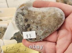 Invertebrate 47 Fossil Bulk Lot Unknown Locality Wholesale