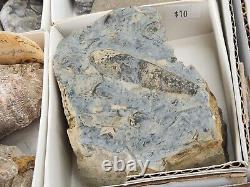 Invertebrate 47 Fossil Bulk Lot Unknown Locality Wholesale