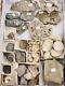 Invertebrate 49 Fossil Bulk Lot Unknown Locality Wholesale