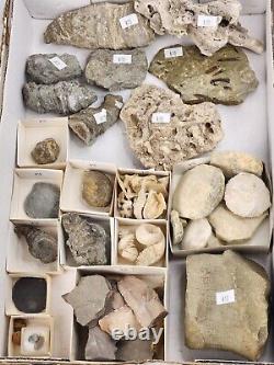 Invertebrate 49 Fossil Bulk Lot Unknown Locality Wholesale