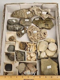 Invertebrate 49 Fossil Bulk Lot Unknown Locality Wholesale