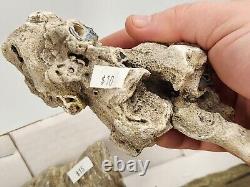 Invertebrate 49 Fossil Bulk Lot Unknown Locality Wholesale