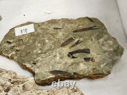 Invertebrate 49 Fossil Bulk Lot Unknown Locality Wholesale