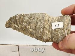 Invertebrate 49 Fossil Bulk Lot Unknown Locality Wholesale