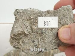 Invertebrate 49 Fossil Bulk Lot Unknown Locality Wholesale