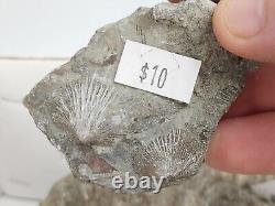 Invertebrate 49 Fossil Bulk Lot Unknown Locality Wholesale