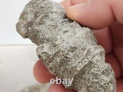 Invertebrate 49 Fossil Bulk Lot Unknown Locality Wholesale