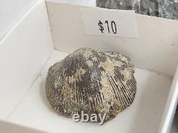 Invertebrate 49 Fossil Bulk Lot Unknown Locality Wholesale