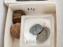 Invertebrate 49 Fossil Bulk Lot Unknown Locality Wholesale