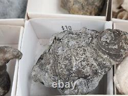 Invertebrate 49 Fossil Bulk Lot Unknown Locality Wholesale