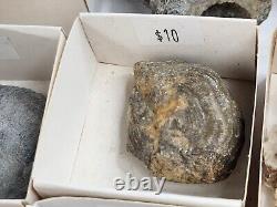 Invertebrate 49 Fossil Bulk Lot Unknown Locality Wholesale