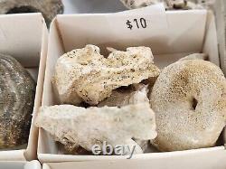 Invertebrate 49 Fossil Bulk Lot Unknown Locality Wholesale