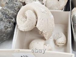 Invertebrate 49 Fossil Bulk Lot Unknown Locality Wholesale