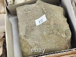 Invertebrate 49 Fossil Bulk Lot Unknown Locality Wholesale