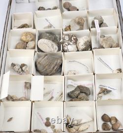 Invertebrate 70 Fossil Bulk Lot Various Localities Wholesale Labeled