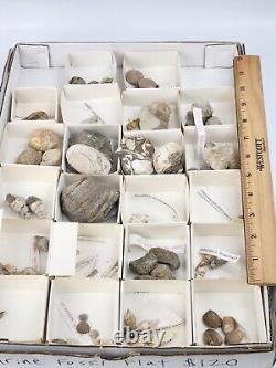 Invertebrate 70 Fossil Bulk Lot Various Localities Wholesale Labeled