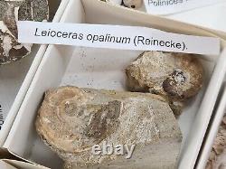 Invertebrate 70 Fossil Bulk Lot Various Localities Wholesale Labeled