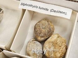 Invertebrate 70 Fossil Bulk Lot Various Localities Wholesale Labeled